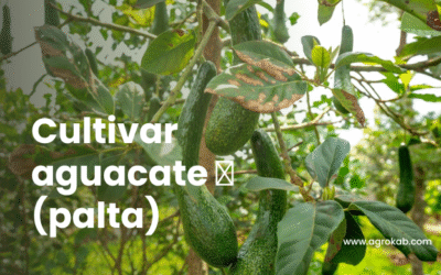 Cómo controlar plagas y enfermedades del aguacate 🥑 con soluciones orgánicas