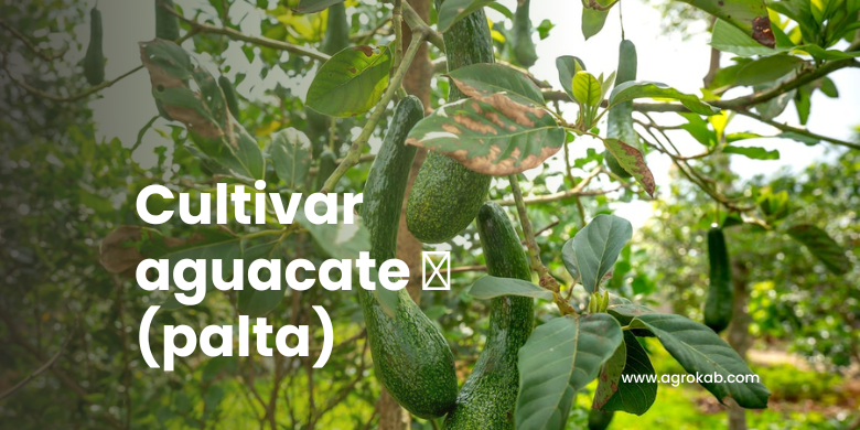 Cómo controlar plagas y enfermedades del aguacate 🥑 con soluciones orgánicas