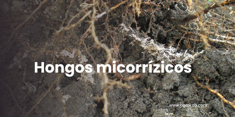 micorrizas