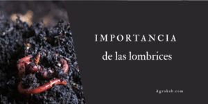 lombrices en el suelo agrícola