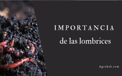 El gran valor de las lombrices en tu suelo agrícola