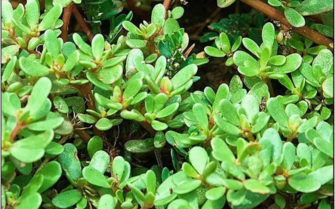 Plantas indicadoras: qué nos dice la vegetación sobre la salud del suelo