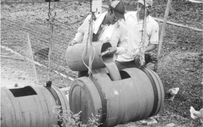 Cómo hacer abonos líquidos con estiércol y mulch: guía práctica