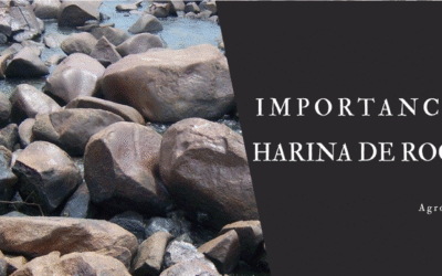 Cómo hacer y aplicar harina de rocas: 5 beneficios para las plantas