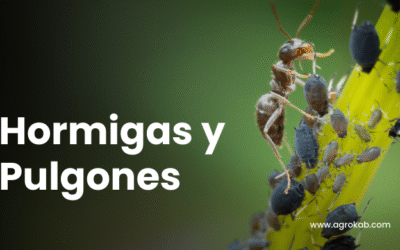Hormigas y pulgones: Cómo hacer para combatir la alianza de manera orgánica y efectiva