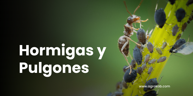 Hormigas y pulgones: Cómo hacer para combatir la alianza de manera orgánica y efectiva