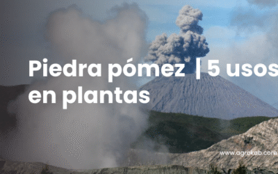 Piedra pómez: 5 usos  clave para cuidar tus plantas