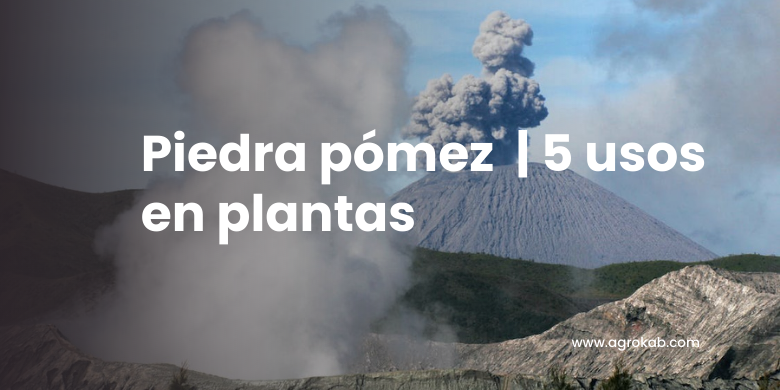 Piedra pómez: 5 usos  clave para cuidar tus plantas