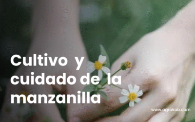 Cómo cultivar Manzanilla: 5 secretos para plantar y cuidar con éxito