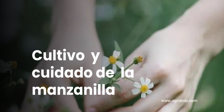 Cómo cultivar Manzanilla: 5 secretos para plantar y cuidar con éxito