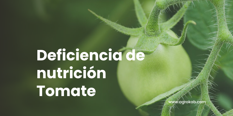 Corrige deficiencias del tomate con soluciones orgánicas efectivas