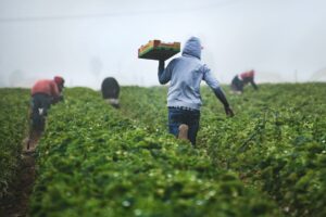 labor del campesino