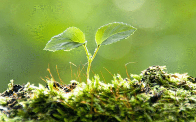 Cómo cultivar frijoles paso a paso y mantenerlos sanos