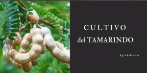tamarindo planta