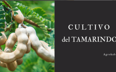Tamarindo: Cómo cultivar y obtener frutos sanos y sabrosos
