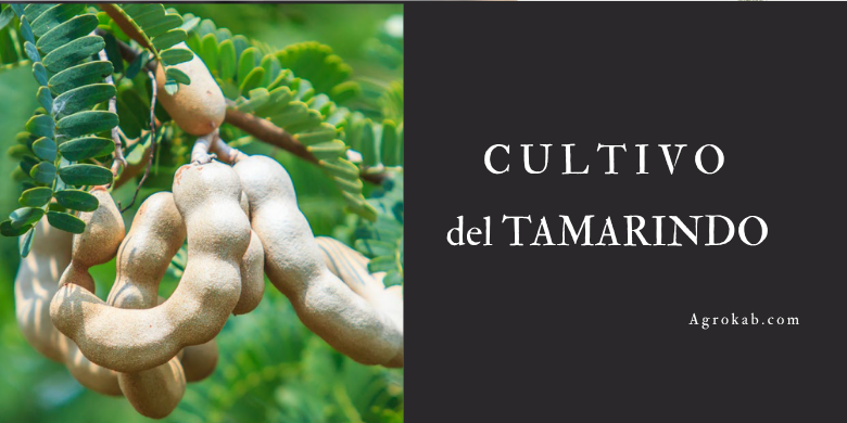 tamarindo planta